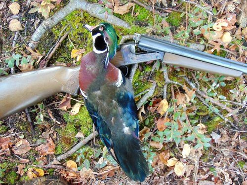 Wood Duck from Kreiner Lake.jpg Wood Duck from Kreiner Lake.jpg