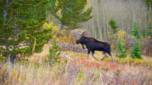 Caribou-Flats-bull-10-1-18.jpg