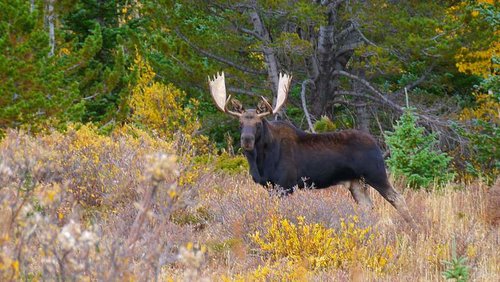Caribou-Flats-bull-10-1-201.jpg