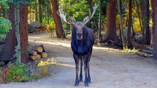 Yard-moose-10-3-2018.jpg