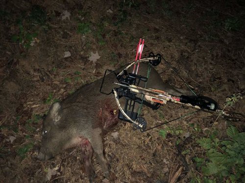 Hog_10-18.jpg Hog_10-18.jpg