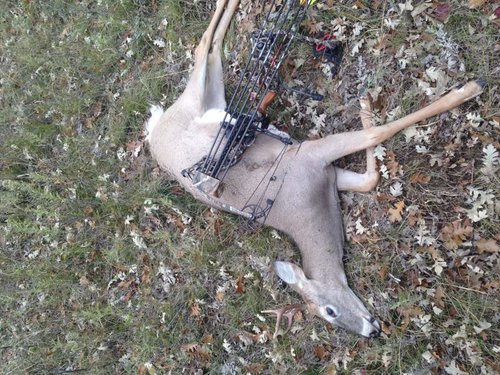 Buck2.jpg Buck2.jpg