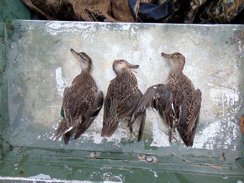 Green Wing Teal Monson Lake.jpg Green Wing Teal Monson Lake.jpg