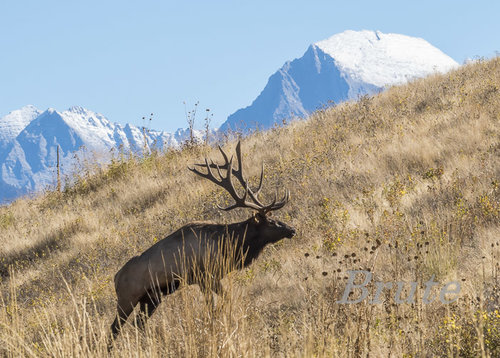 Rocky Mt. a-4271.jpg