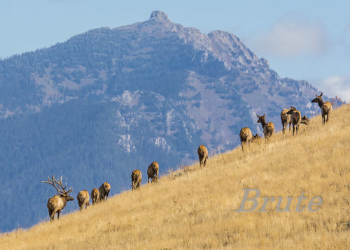 Rocky Mt. a-0887.jpg