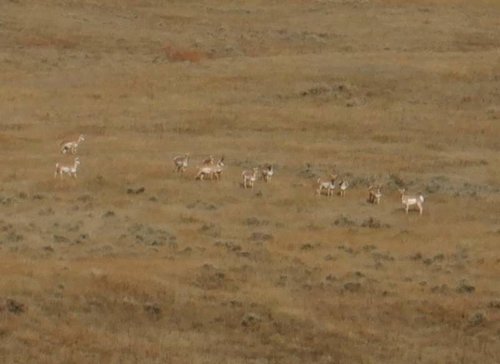 herd.jpg