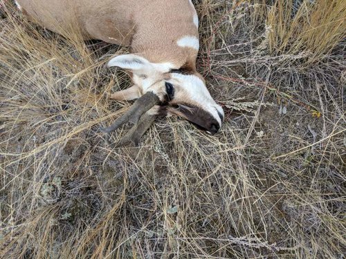 antelope down.jpg antelope down.jpg