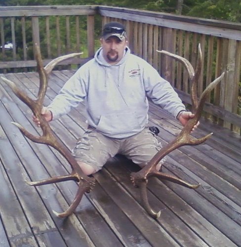 Bull elk oregon.jpg