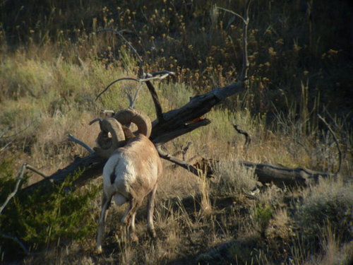 09Sheep 255.jpg 09Sheep 255.jpg