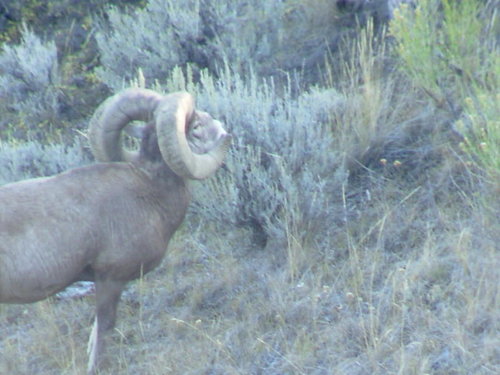 09Sheep 258.jpg 09Sheep 258.jpg