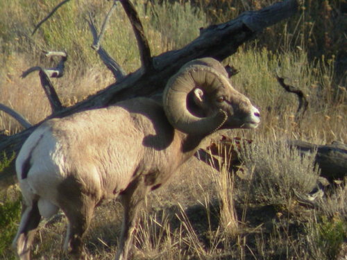09Sheep 259.jpg 09Sheep 259.jpg