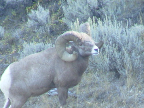 09Sheep 262.jpg 09Sheep 262.jpg