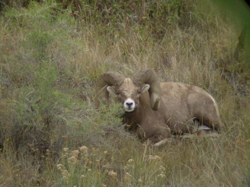 09Sheep 291.jpg 09Sheep 291.jpg