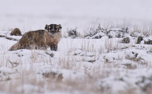 Badger_600.jpg