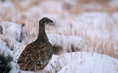 Bird_600.jpg