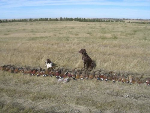 hunt talk 2 pheasant.jpg