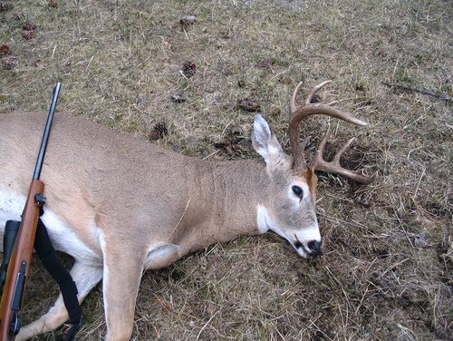 Mark's buck 2.jpg