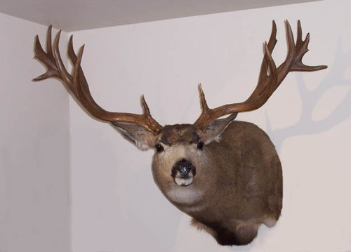 gpadeernew.jpg gpadeernew.jpg