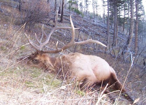 lonelk09.jpg lonelk09.jpg