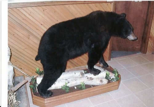 bear3-1.jpg