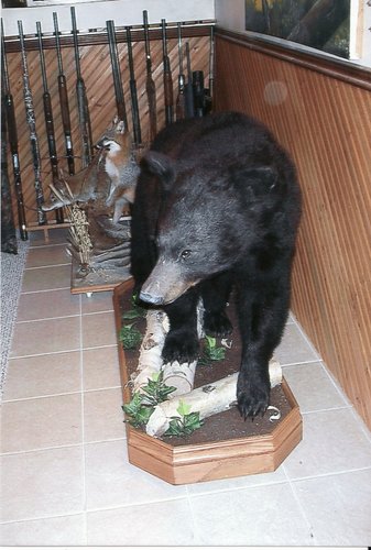 bear2-1.jpg