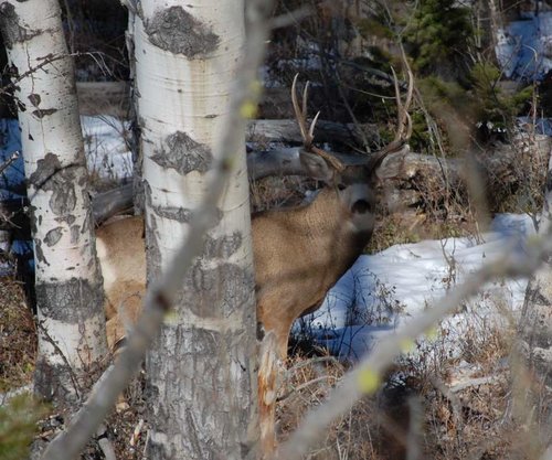 4ptdeer.jpg 4ptdeer.jpg