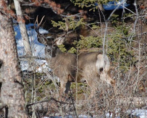 5ptdeer.jpg 5ptdeer.jpg
