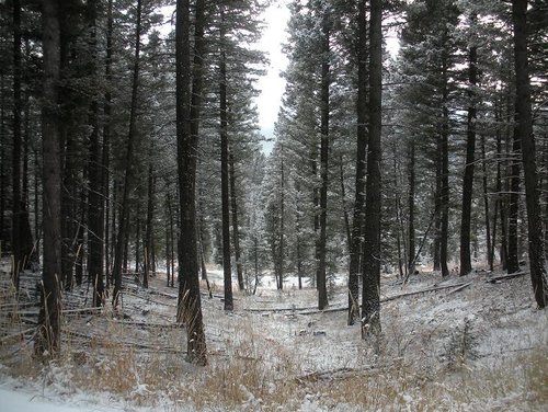 hunting 2009 wk 1 025.JPG