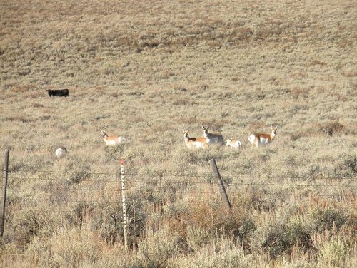 hunting 2009 wk 1 052.JPG