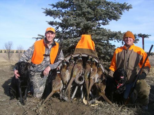 Pheasant 1 09 TG.jpg