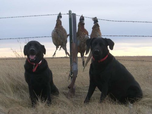 Pheasant 6 09 TG.jpg