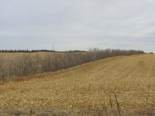 Pheasant 3 09 TG.jpg