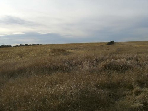 pheasant 4 09 TG.jpg