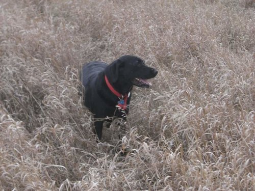 Drake grass 09 TG.jpg