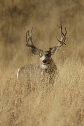 mule  247.jpg