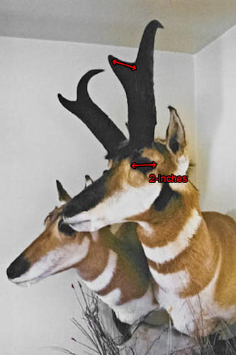 ProngLengthVotingWithArrows.jpg ProngLengthVotingWithArrows.jpg
