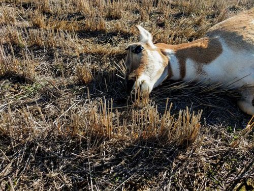 pronghorn doe 2018.jpg