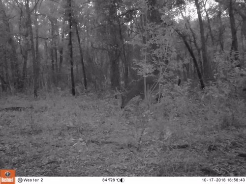 Deer 2.JPG