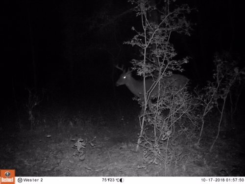 Deer 3.JPG