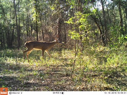 Deer 1..JPG