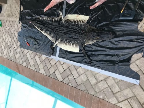 Gator Skin.jpg