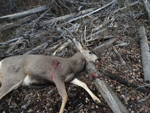 CO deer 2.jpg