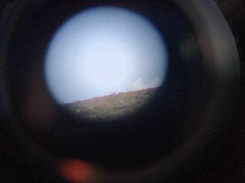 elk.jpg elk.jpg