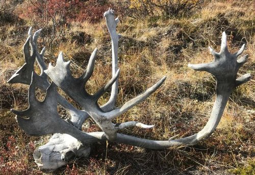 Caribou kill.jpg