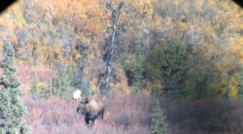 Phone Scope Moose 2.jpg