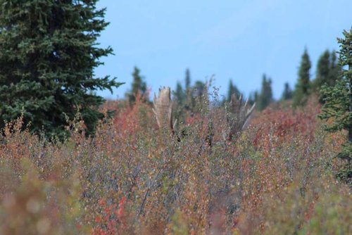 Moose in the brush.jpg