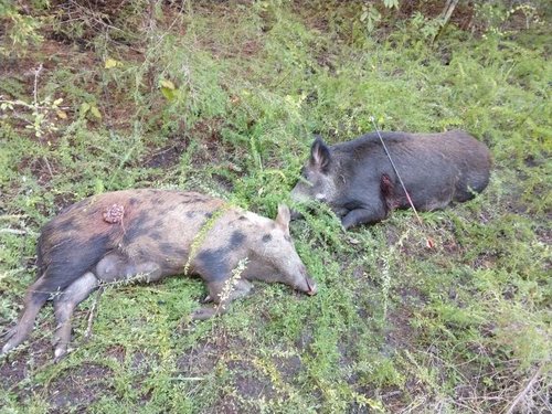 Feral Hogs 2018.jpg.crdownload 1.jpg