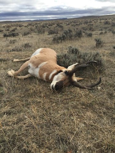 Antelope 1.jpg Antelope 1.jpg