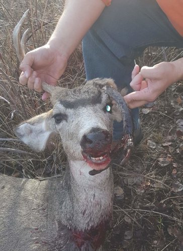 Beck Buck.jpg Beck Buck.jpg