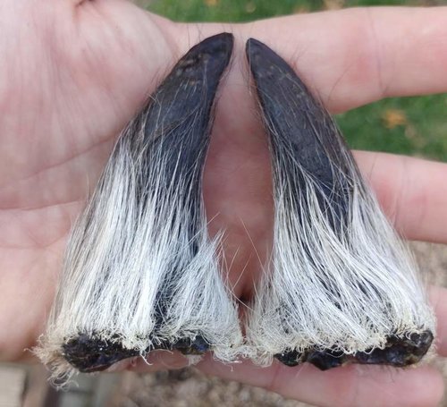 baby horns_resized (2).jpg